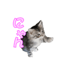 ゴージャスな猫のつぶやき5（個別スタンプ：40）