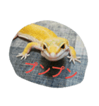 ひょうもんとかげもどきのスタンプです。（個別スタンプ：1）