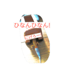 ひょうもんとかげもどきのスタンプです。（個別スタンプ：7）