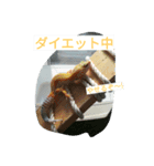 ひょうもんとかげもどきのスタンプです。（個別スタンプ：8）