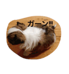 スウィートデビル（個別スタンプ：14）