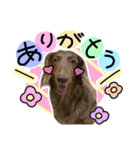 愛犬アモ姫のごあいさつスタンプ（個別スタンプ：7）