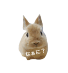 うさぎ love（個別スタンプ：1）