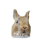 うさぎ love（個別スタンプ：3）