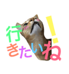 ねこのはるです 3〜会話ver〜（個別スタンプ：1）