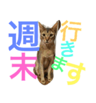 ねこのはるです 3〜会話ver〜（個別スタンプ：2）