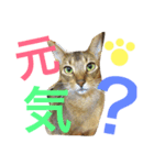 ねこのはるです 3〜会話ver〜（個別スタンプ：3）