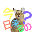 ねこのはるです 3〜会話ver〜（個別スタンプ：4）
