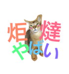 ねこのはるです 3〜会話ver〜（個別スタンプ：5）