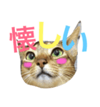 ねこのはるです 3〜会話ver〜（個別スタンプ：6）