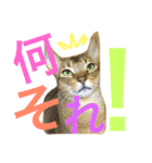 ねこのはるです 3〜会話ver〜（個別スタンプ：7）