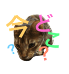 ねこのはるです 3〜会話ver〜（個別スタンプ：8）