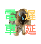 ねこのはるです 3〜会話ver〜（個別スタンプ：10）