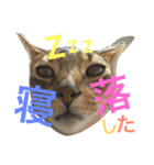 ねこのはるです 3〜会話ver〜（個別スタンプ：11）