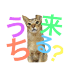 ねこのはるです 3〜会話ver〜（個別スタンプ：12）