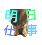 ねこのはるです 3〜会話ver〜（個別スタンプ：13）