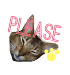 ねこのはるです 3〜会話ver〜（個別スタンプ：16）
