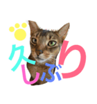 ねこのはるです 3〜会話ver〜（個別スタンプ：17）
