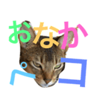 ねこのはるです 3〜会話ver〜（個別スタンプ：18）