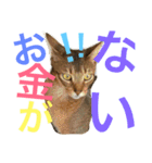 ねこのはるです 3〜会話ver〜（個別スタンプ：19）
