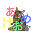ねこのはるです 3〜会話ver〜（個別スタンプ：20）