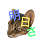 ねこのはるです 3〜会話ver〜（個別スタンプ：22）