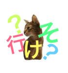 ねこのはるです 3〜会話ver〜（個別スタンプ：25）