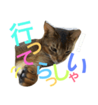 ねこのはるです 3〜会話ver〜（個別スタンプ：27）