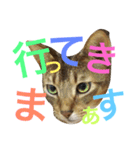 ねこのはるです 3〜会話ver〜（個別スタンプ：28）