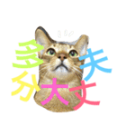 ねこのはるです 3〜会話ver〜（個別スタンプ：29）