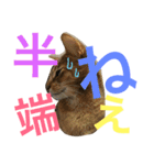 ねこのはるです 3〜会話ver〜（個別スタンプ：30）