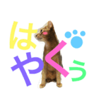 ねこのはるです 3〜会話ver〜（個別スタンプ：31）