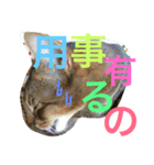 ねこのはるです 3〜会話ver〜（個別スタンプ：32）