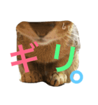 ねこのはるです 3〜会話ver〜（個別スタンプ：34）