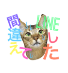 ねこのはるです 3〜会話ver〜（個別スタンプ：35）