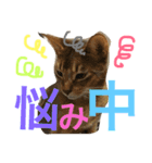 ねこのはるです 3〜会話ver〜（個別スタンプ：36）