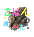 ねこのはるです 3〜会話ver〜（個別スタンプ：37）