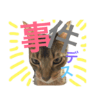 ねこのはるです 3〜会話ver〜（個別スタンプ：38）