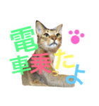 ねこのはるです 3〜会話ver〜（個別スタンプ：39）