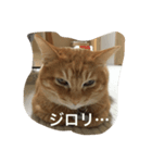 トラ猫ぷーじろう（個別スタンプ：2）