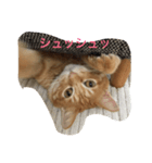 トラ猫ぷーじろう（個別スタンプ：3）