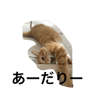 トラ猫ぷーじろう（個別スタンプ：4）