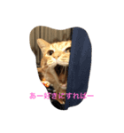 トラ猫ぷーじろう（個別スタンプ：6）