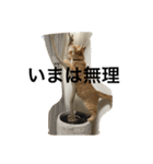 トラ猫ぷーじろう（個別スタンプ：7）