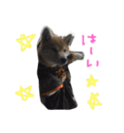 しば犬ランくん（個別スタンプ：1）