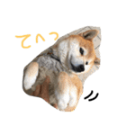 しば犬ランくん（個別スタンプ：2）
