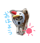 しば犬ランくん（個別スタンプ：3）