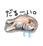 しば犬ランくん（個別スタンプ：4）