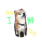 しば犬ランくん（個別スタンプ：5）
