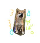 しば犬ランくん（個別スタンプ：6）